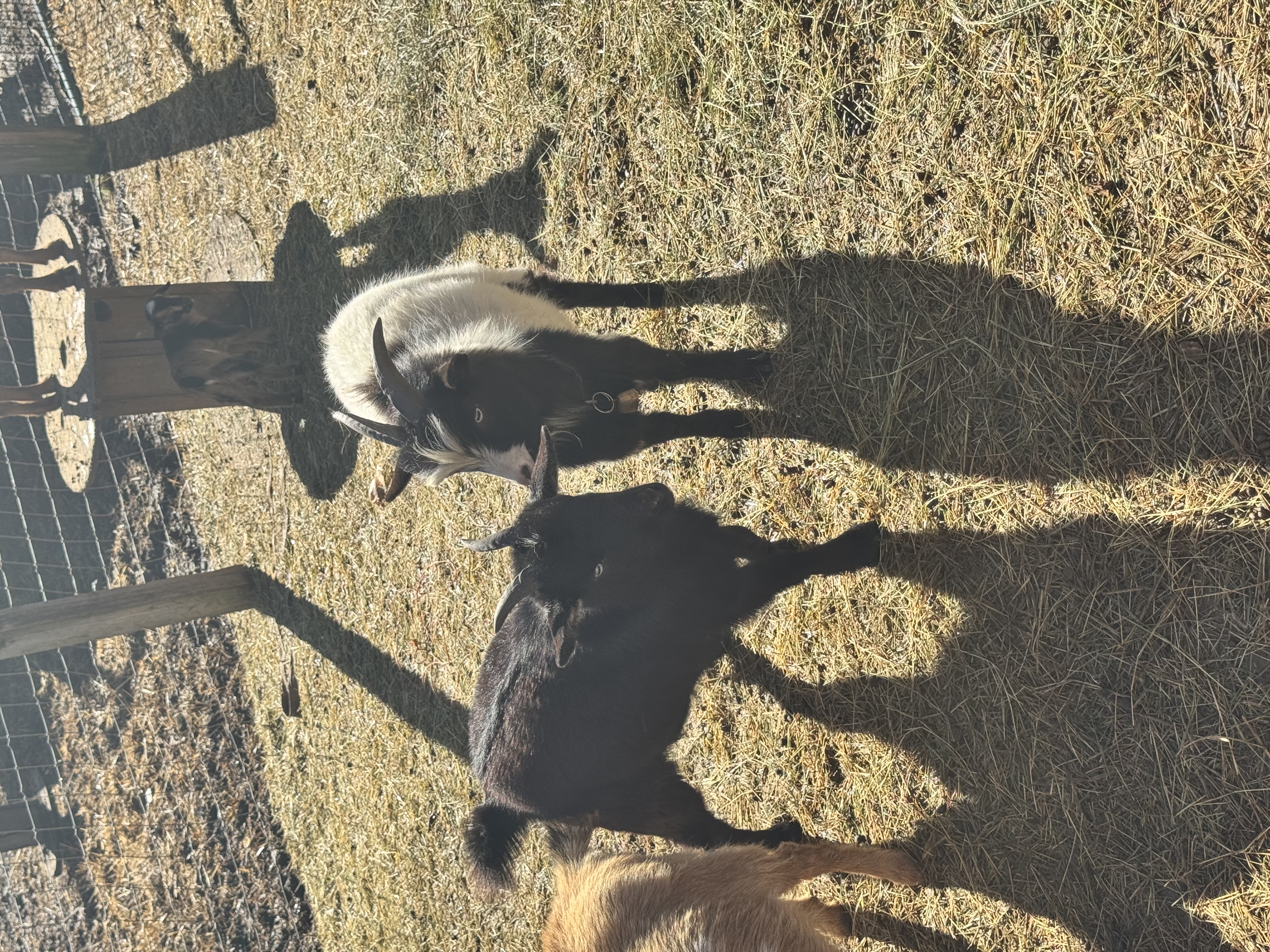 Goat Name 3 - Nigerian Dwarf Goat