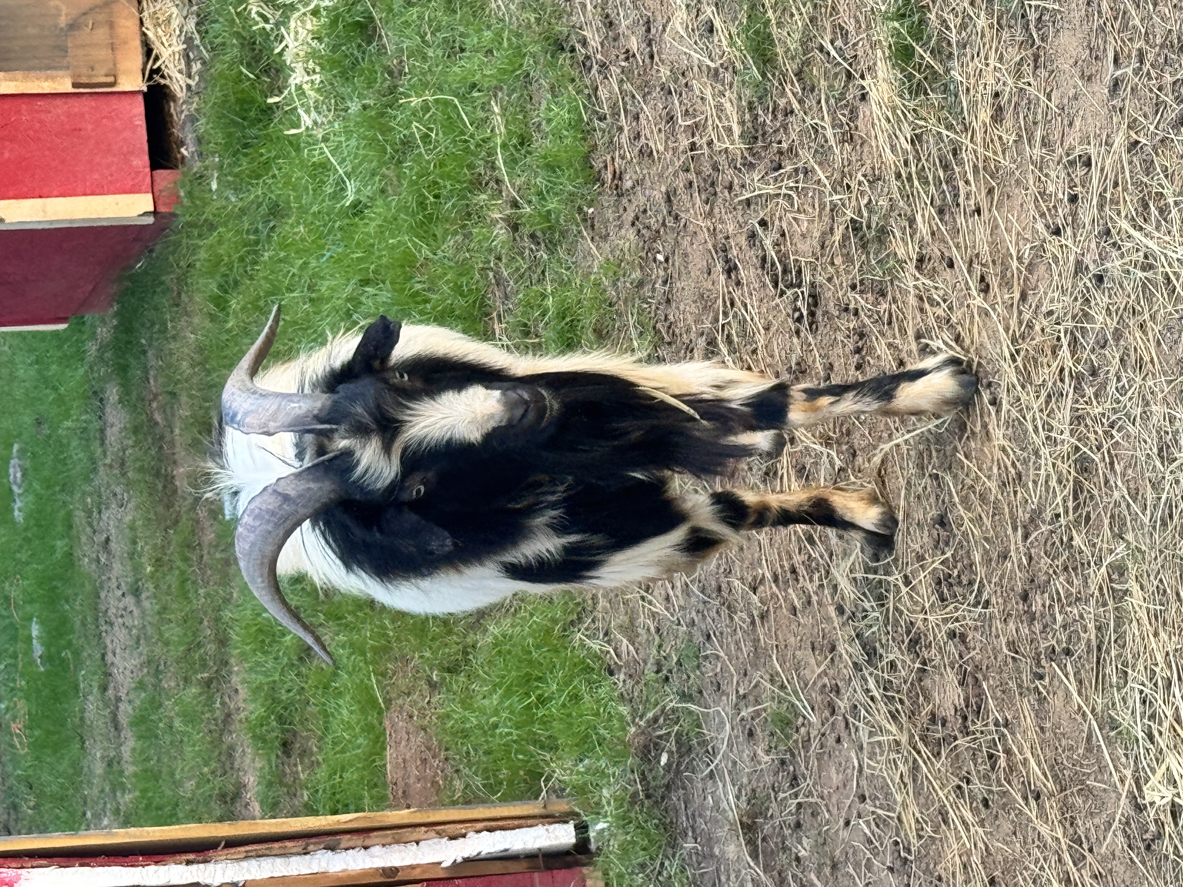 Elvis - Nigerian Dwarf Goat