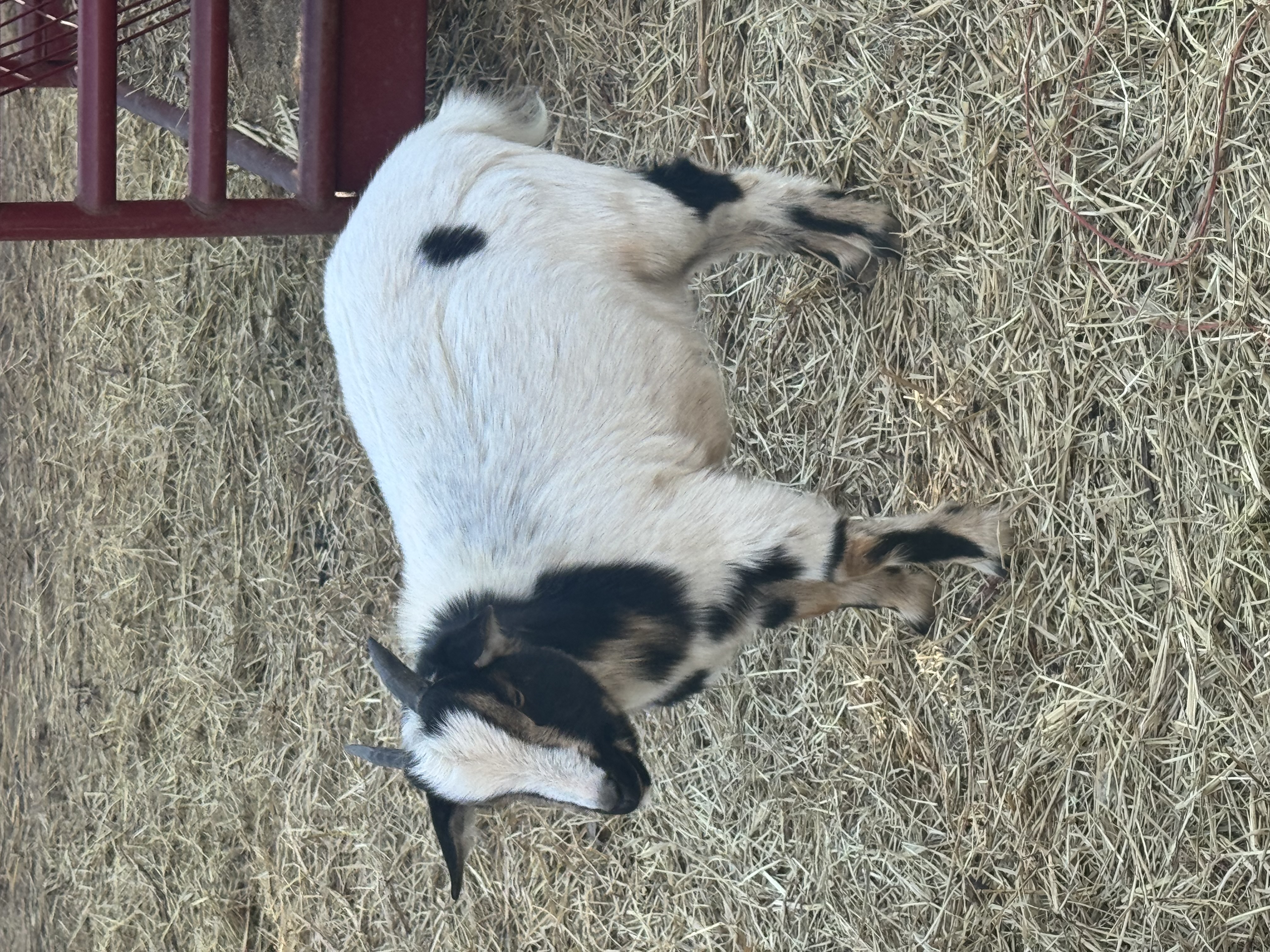 Frick - Nigerian Dwarf Goat