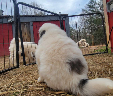Great Pyrenees Puppy