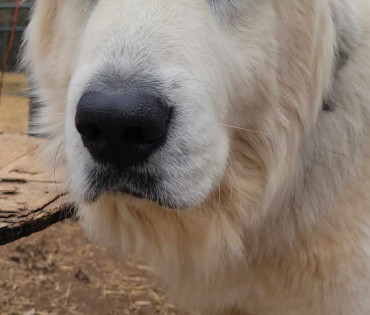 Great Pyrenees Puppy