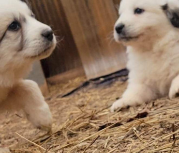 Great Pyrenees Puppy