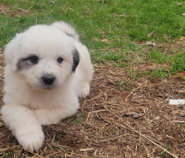 Great Pyrenees Puppy