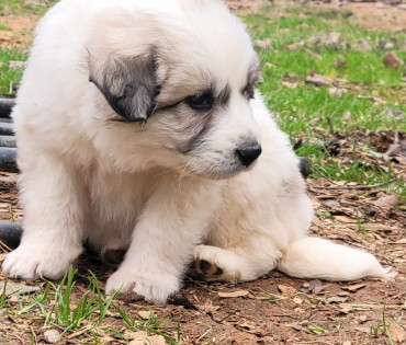 Great Pyrenees Puppy