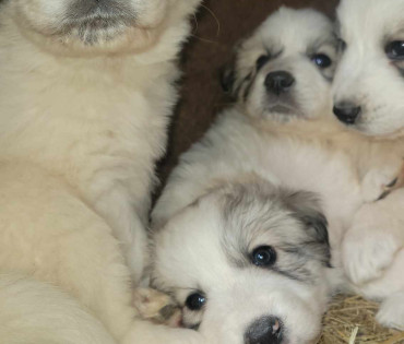 Great Pyrenees Puppy