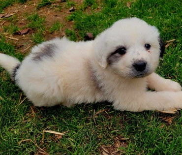Great Pyrenees Puppy