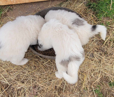 Great Pyrenees Puppy