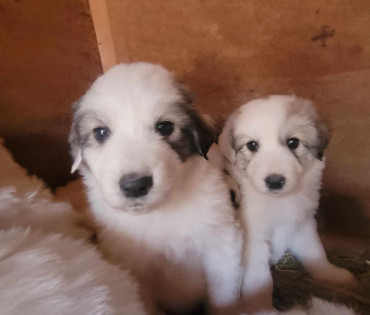 Great Pyrenees Puppy