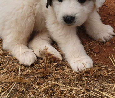 Great Pyrenees Puppy