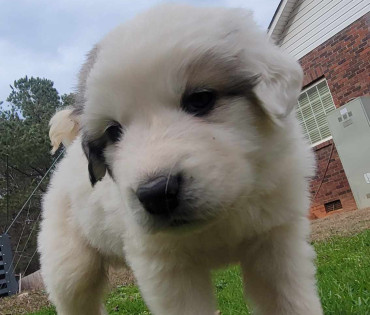 Great Pyrenees Puppy
