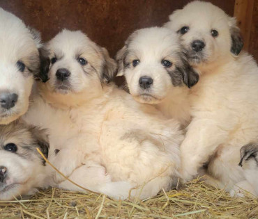Great Pyrenees Puppy