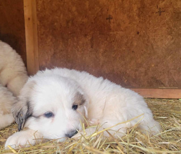 Great Pyrenees Puppy