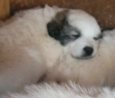 Great Pyrenees Puppy