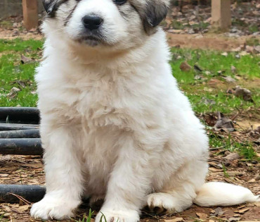 Great Pyrenees Puppy