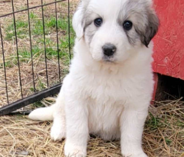 Great Pyrenees Puppy