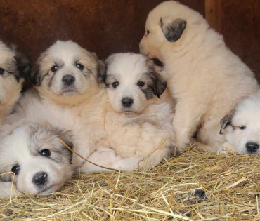 Great Pyrenees Puppy