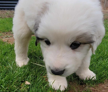 Great Pyrenees Puppy
