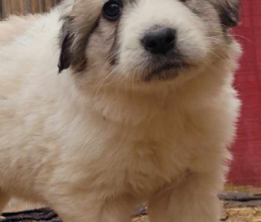 Great Pyrenees Puppy