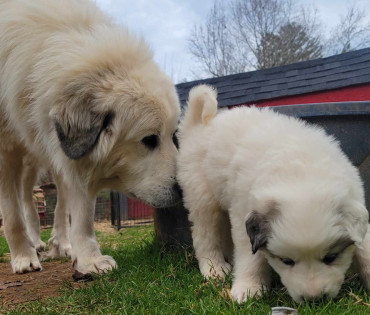 Great Pyrenees Puppy