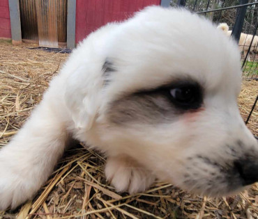 Great Pyrenees Puppy