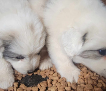 Great Pyrenees Puppy