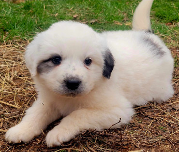 Great Pyrenees Puppy