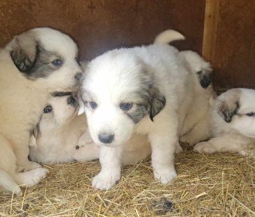 Great Pyrenees Puppy