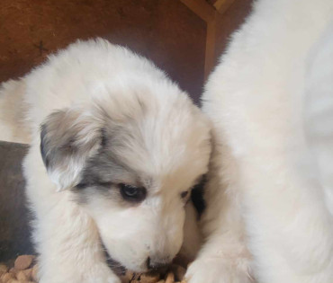 Great Pyrenees Puppy