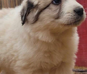 Great Pyrenees Puppy