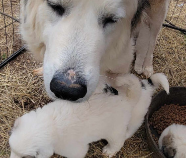 Great Pyrenees Puppy