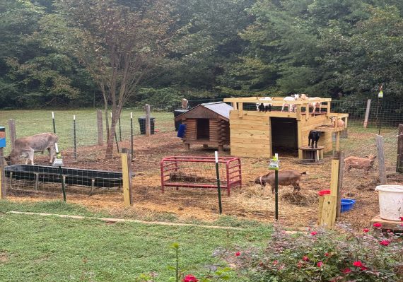 Nigerian Dwarf goats and farm animals at The Hudstead